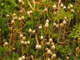 Attēlu rezultāti vaicājumam “Pogonatum nanum”