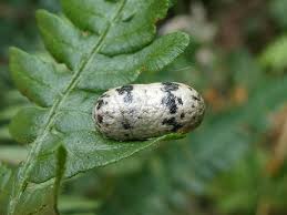 Attēlu rezultāti vaicājumam “Ichneumonidae cocoon”