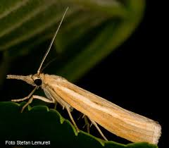 Attēlu rezultāti vaicājumam “Agriphila tristella”
