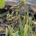 Attēlu rezultāti vaicājumam “Carex capillaris fruit”