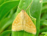 Attēlu rezultāti vaicājumam “Sitochroa verticalis”