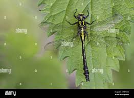 Attēlu rezultāti vaicājumam “Gomphus vulgatissimus”