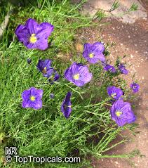 Image result for Nierembergia