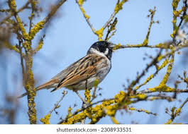 Attēlu rezultāti vaicājumam “Emberiza schoeniclus male”