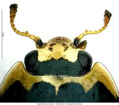 Attēlu rezultāti vaicājumam “Hippodamia notata”