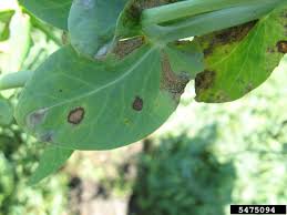 Attēlu rezultāti vaicājumam “Pisum sativum leaf”