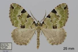 Attēlu rezultāti vaicājumam “Colostygia pectinataria”