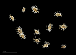 Attēlu rezultāti vaicājumam “Daucus carota subsp. carota fruit”