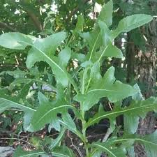 Attēlu rezultāti vaicājumam “Lactuca serriola”