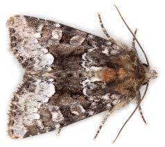 Attēlu rezultāti vaicājumam “Oligia sp.”