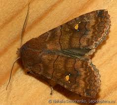 Attēlu rezultāti vaicājumam “Eupsilia transversa”