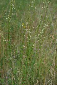 Attēlu rezultāti vaicājumam “Silene tatarica”