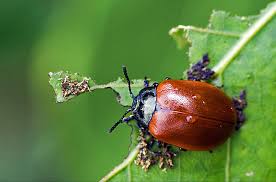Attēlu rezultāti vaicājumam “Silpha sp.”