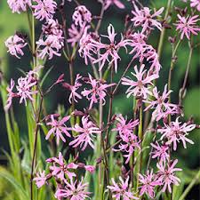 Attēlu rezultāti vaicājumam “Lychnis flos-cuculi fruit”