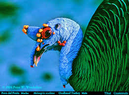 Attēlu rezultāti vaicājumam “Meleagris male”