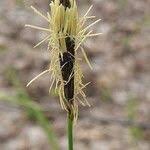 Attēlu rezultāti vaicājumam “Carex pilosa leaf”