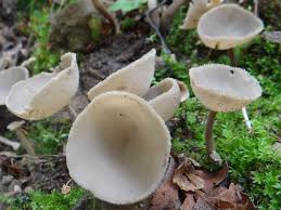 Attēlu rezultāti vaicājumam “Helvella macropus”