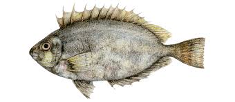 Image result for Siganus rivulatus