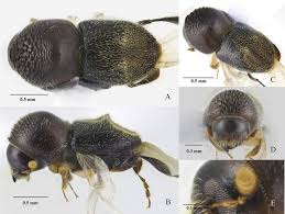Attēlu rezultāti vaicājumam “Enteridium variabile macro”