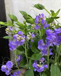 Attēlu rezultāti vaicājumam “Lathyrus latifolius bud”