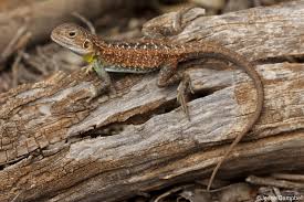 Attēlu rezultāti vaicājumam “Polypogon tentacularius male”