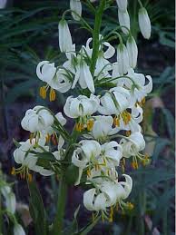 Image result for Lilium martagon Alba
