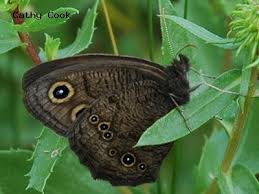 Attēlu rezultāti vaicājumam “Closterotomus biclavatus nymph”
