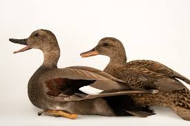 Attēlu rezultāti vaicājumam “Anas strepera female”