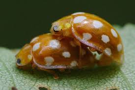 Attēlu rezultāti vaicājumam “Halyzia sedecimguttata”