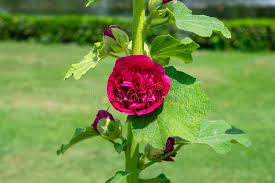 Attēlu rezultāti vaicājumam “Alcea rosea bud”