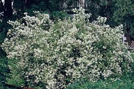 Attēlu rezultāti vaicājumam “Philadelphus lemoinei flower”