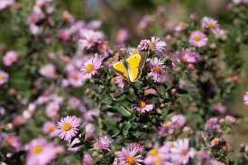 Attēlu rezultāti vaicājumam “Symphyotrichum novae-angliae flower”