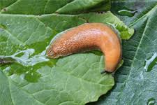 Attēlu rezultāti vaicājumam “Mucronella subtilis”