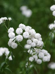 Attēlu rezultāti vaicājumam “Achillea ptarmica flower”