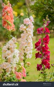Attēlu rezultāti vaicājumam “Antirrhinum majus flower”