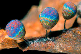 Attēlu rezultāti vaicājumam “Lamproderma ovoideum spores”