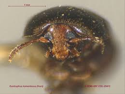 Attēlu rezultāti vaicājumam “Tetratomidae”