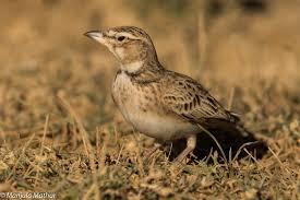 Image result for Melanocorypha bimaculata