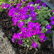 Image result for Aubrieta hybrida (cultorum)