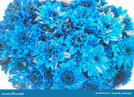 Image result for Chrysanthemum ptarmiciflorum