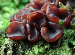 Attēlu rezultāti vaicājumam “Ascocoryne cylichnium”