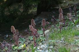 Image result for Petasites officinalis