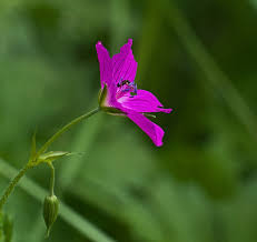 Attēlu rezultāti vaicājumam “Geranium palustre”
