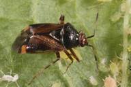 Attēlu rezultāti vaicājumam “Deraeocoris ruber”