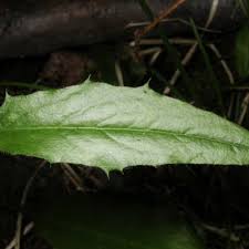 Attēlu rezultāti vaicājumam “Crepis paludosa leaf”