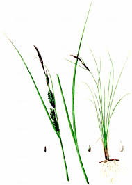 Attēlu rezultāti vaicājumam “Carex lasiocarpa leaf”