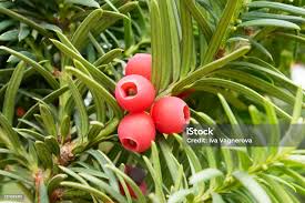 Attēlu rezultāti vaicājumam “Taxus baccata fruit”