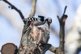 Attēlu rezultāti vaicājumam “Dendrocopos leucotos”