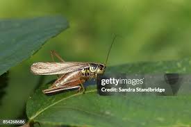 Attēlu rezultāti vaicājumam “Metrioptera roeselii”