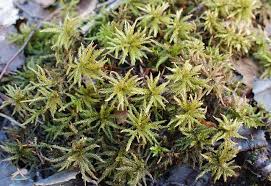 Attēlu rezultāti vaicājumam “Climacium dendroides”